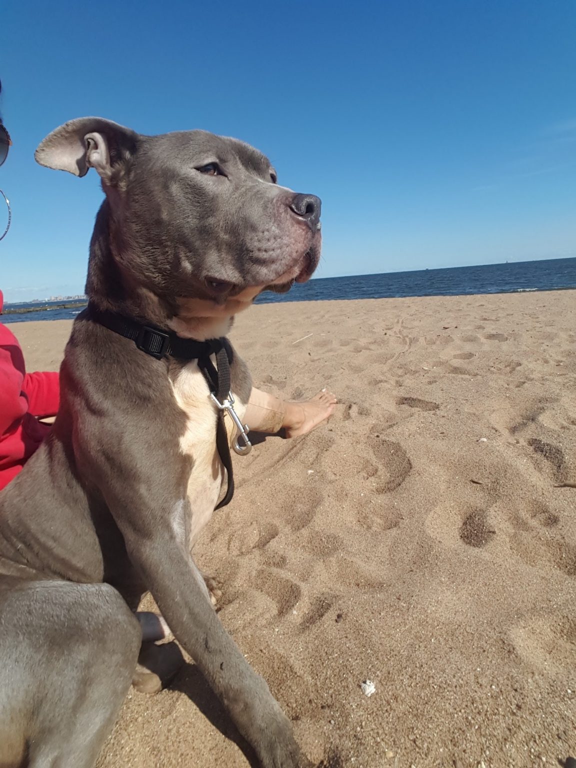 Dog Friendly Activities in Staten Island Staten Island Lifestyle